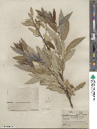 Salix myricoides image