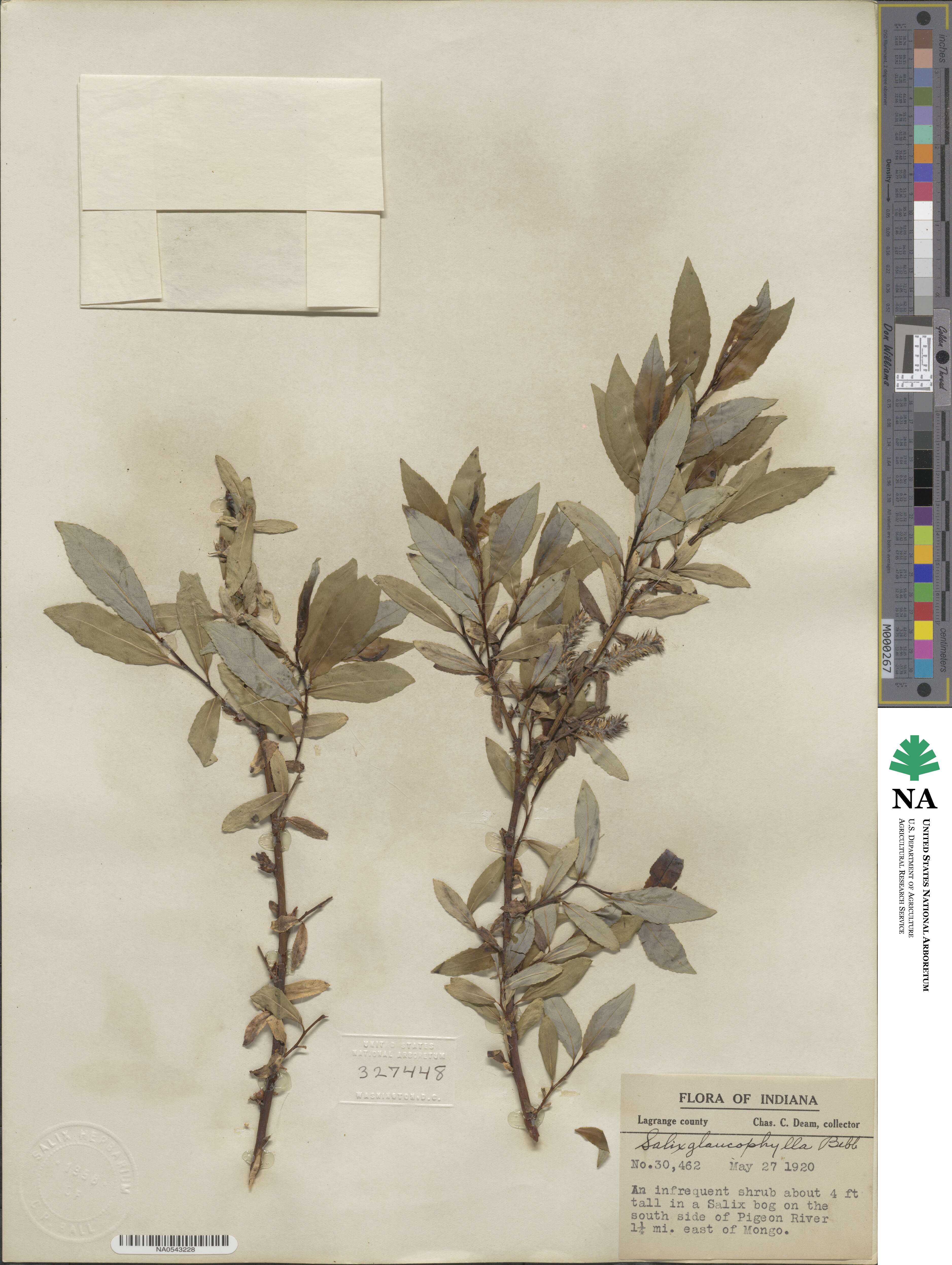 Salix myricoides image