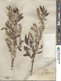 Salix myricoides image