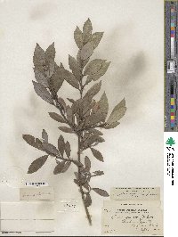 Salix myricoides image