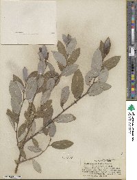 Salix myricoides image