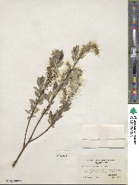 Salix myricoides image