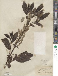 Salix myricoides image