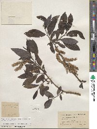 Salix myricoides image