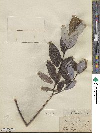 Salix myricoides image