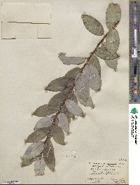 Salix myricoides image