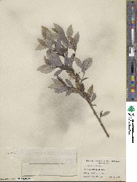 Salix myricoides image