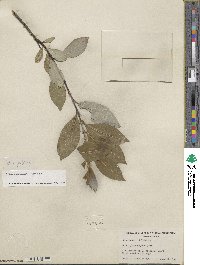 Salix myricoides image