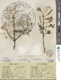 Salix glaucophylloides var. albovestita image