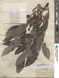 Salix glaucophylloides var. albovestita image