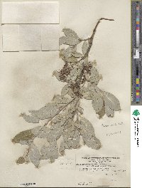 Salix glaucophylloides var. albovestita image