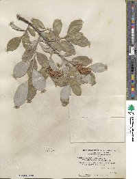 Salix glaucophylloides var. albovestita image