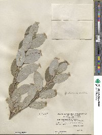 Salix glaucophylloides var. albovestita image