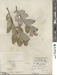 Salix glaucophylloides var. albovestita image