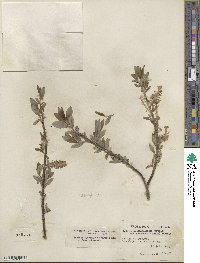 Salix glaucophylloides var. albovestita image