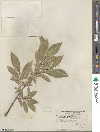 Salix glaucophylloides var. albovestita image