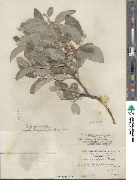 Salix glaucophylloides var. albovestita image