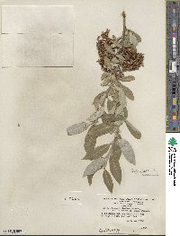 Salix glaucophylloides var. albovestita image