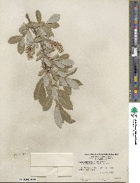 Salix glaucophylloides var. albovestita image