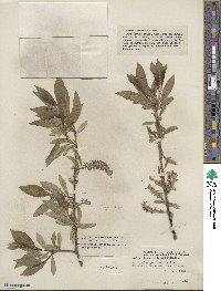 Salix glaucophylloides var. albovestita image