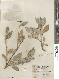 Salix glaucophylloides var. albovestita image