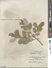 Salix glaucophylloides var. albovestita image