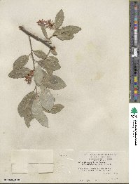 Salix glaucophylloides var. albovestita image