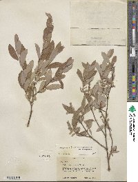 Salix glauca image