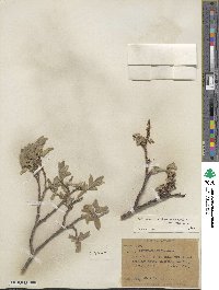 Salix glauca image