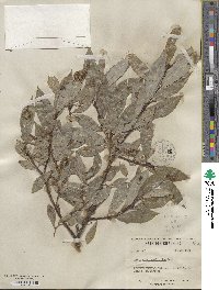 Salix myricoides image