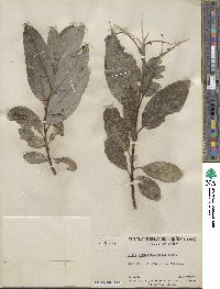 Salix myricoides image