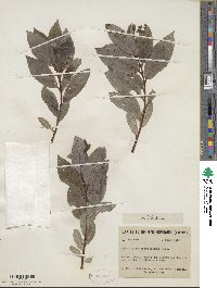 Salix myricoides image