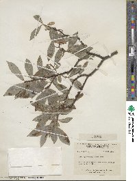 Salix myricoides image