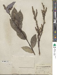 Salix myricoides image