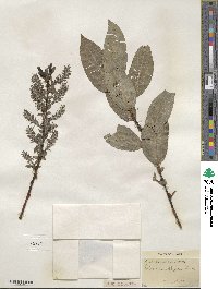 Salix myricoides image