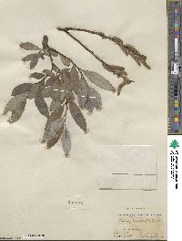 Salix myricoides image