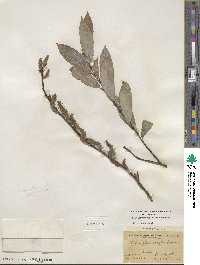 Salix myricoides image