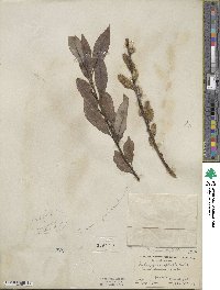 Salix myricoides image