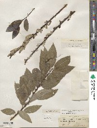 Salix myricoides image