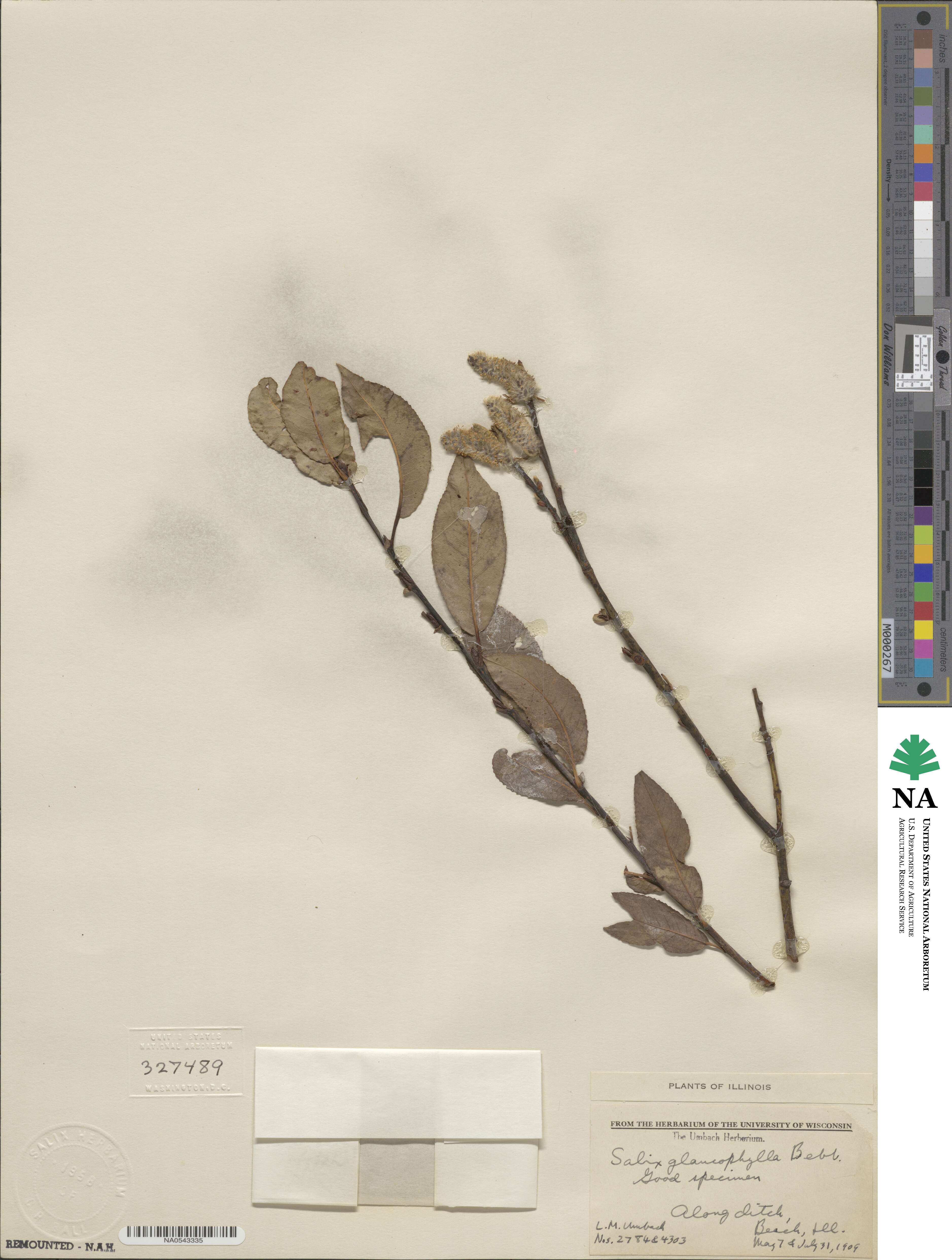 Salix myricoides image