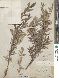 Salix glauca image