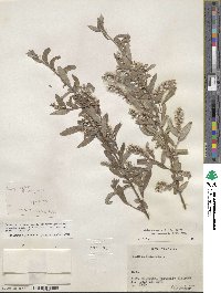 Salix glauca image