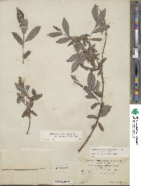 Salix glauca image