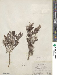 Salix glauca image