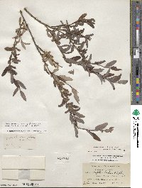 Salix glauca image