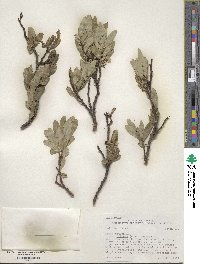 Salix glauca var. villosa image