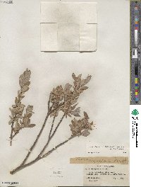 Salix glauca image