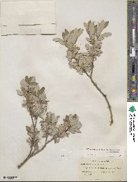 Salix glauca image