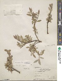 Salix glauca image