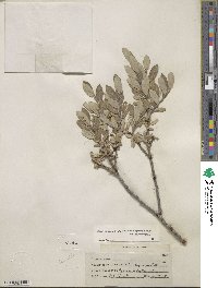 Salix glauca image